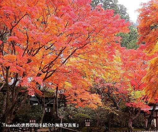 奈良・女人高野・室生寺の紅葉