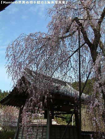 奈良県・宇陀市・室生・大野寺の枝垂桜