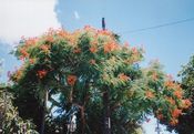 西表島のデイゴの花