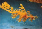 リーフィーシードラゴン（Leafy sea dragon・学名Phycodurus eques）　鳥羽水族館