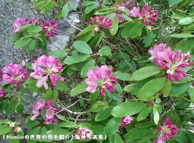 けまりの庭の花（石楠花）　談山神社