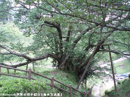 佛隆寺の石段の脇に樹齢1,000年周囲7.5mの老エドヒガン桜（奈良県の天然記念物）