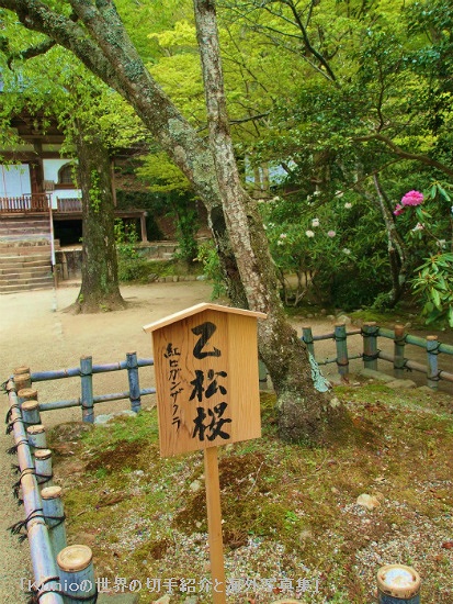 護摩堂前の乙松桜