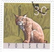 オオヤマネコ（Lynx、ポーランド）